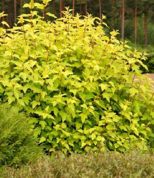 Physocarpus opulifolius 'Dart's Gold'